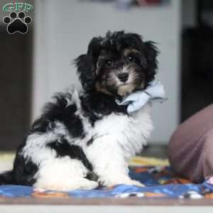 Joey, Havapoo Puppy